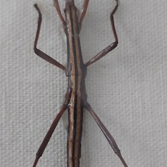 Framed Stick Insect Display - Picture 3 of 3